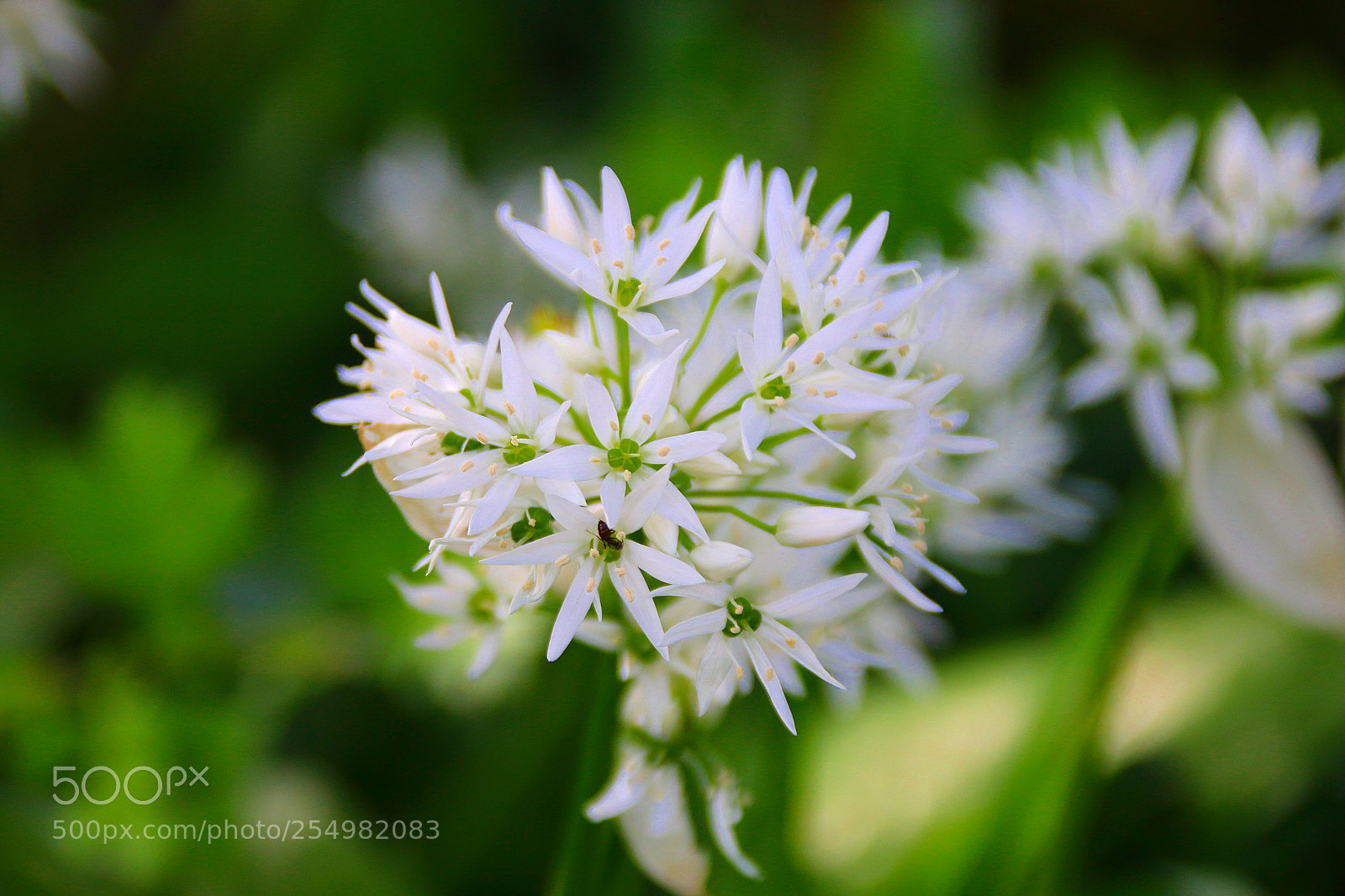 Canon EF 75-300mm F4.0-5.6 IS USM sample photo. Allium ursinum photography