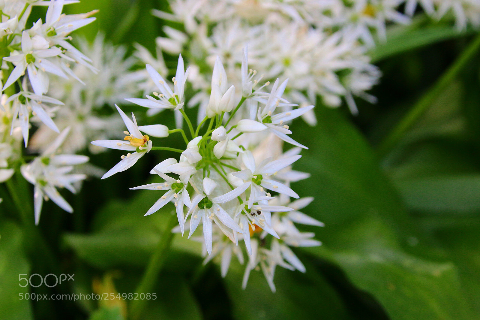 Canon EF 75-300mm F4.0-5.6 IS USM sample photo. Allium ursinum photography