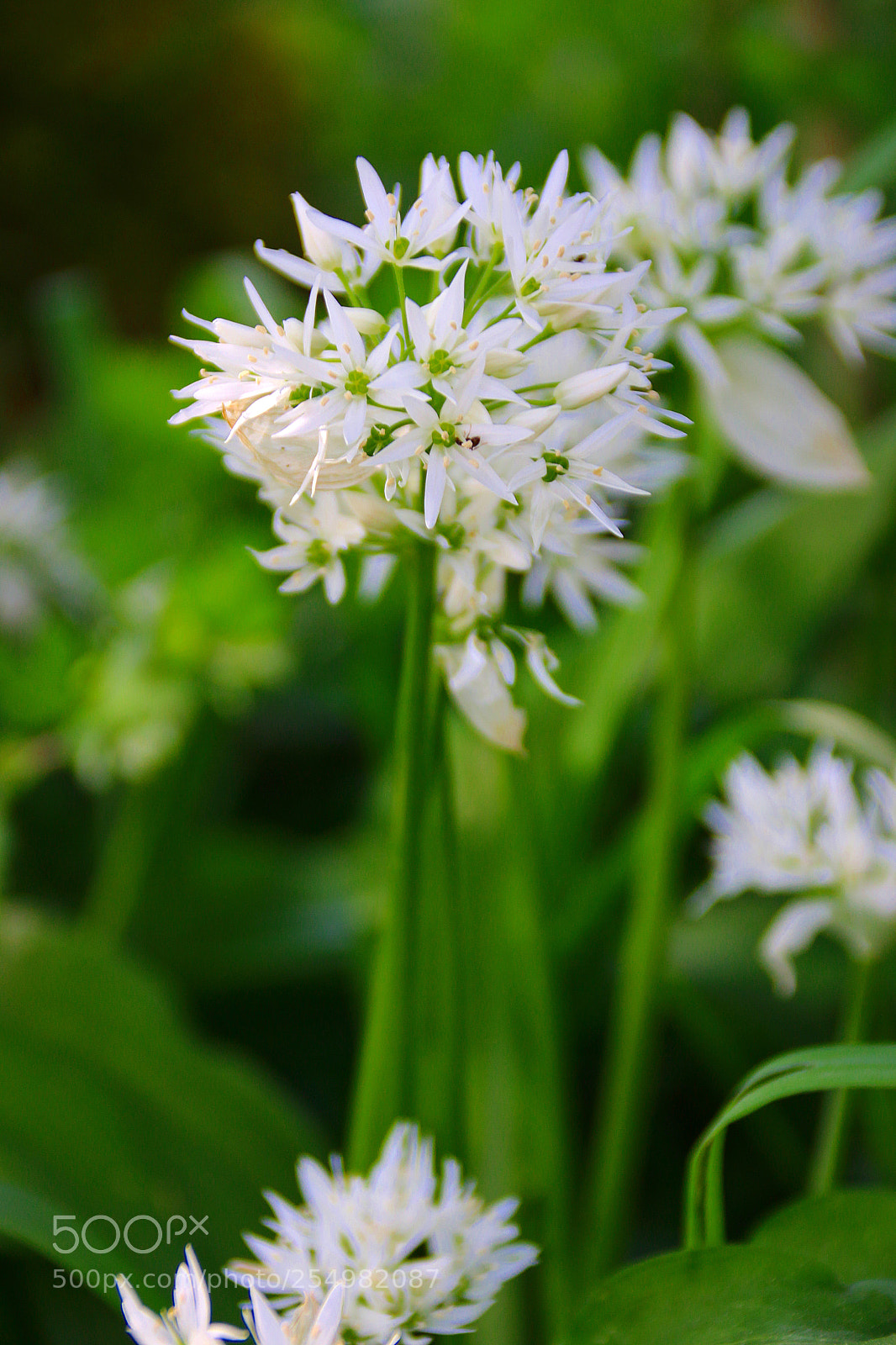 Canon EF 75-300mm F4.0-5.6 IS USM sample photo. Allium ursinum photography