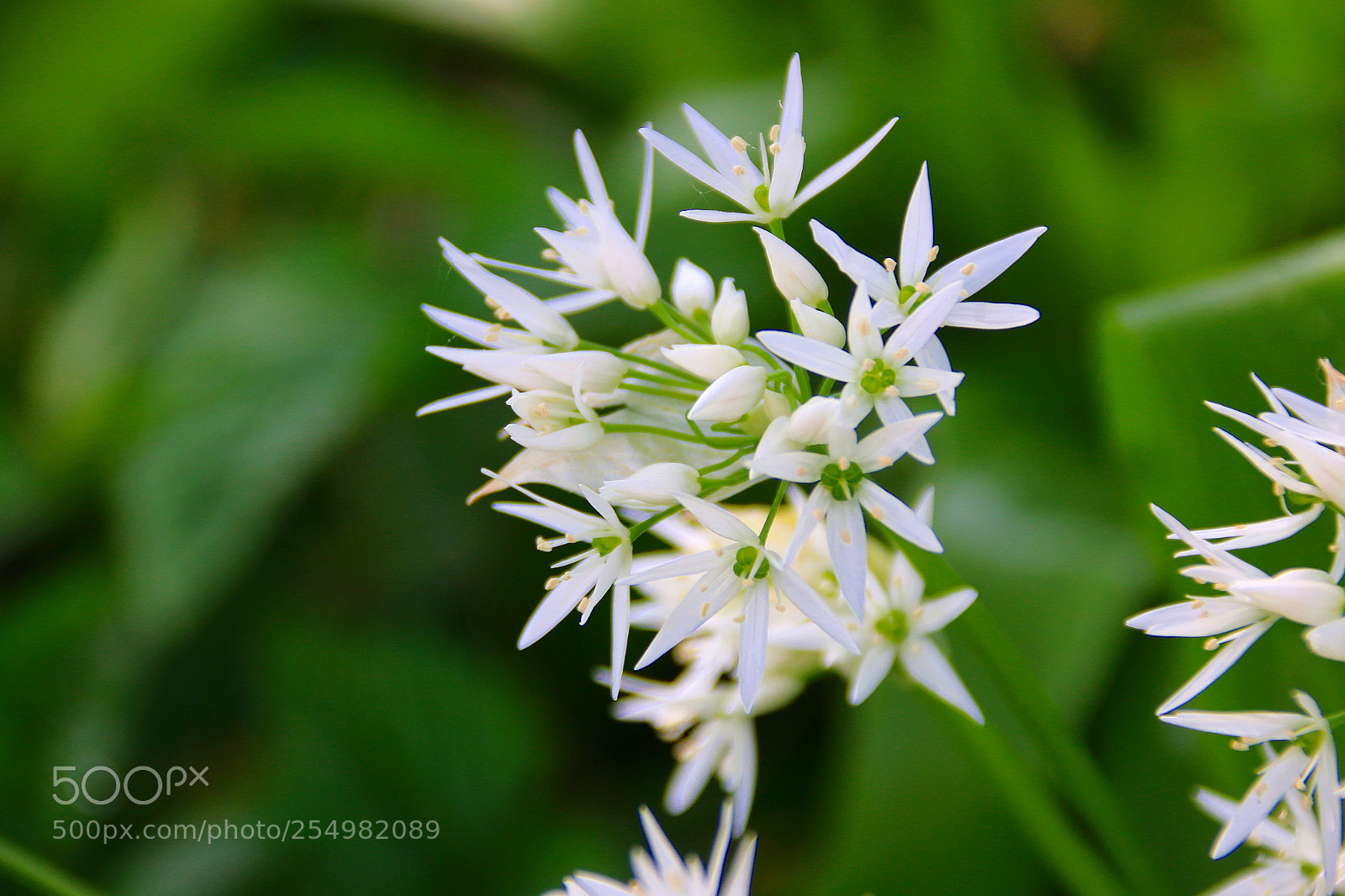 Canon EF 75-300mm F4.0-5.6 IS USM sample photo. Allium ursinum photography