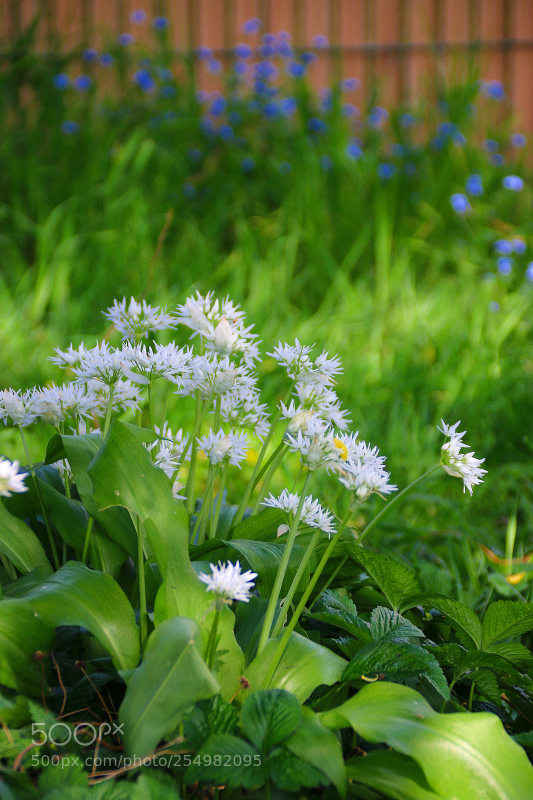 Canon EF 75-300mm F4.0-5.6 IS USM sample photo. Allium ursinum photography