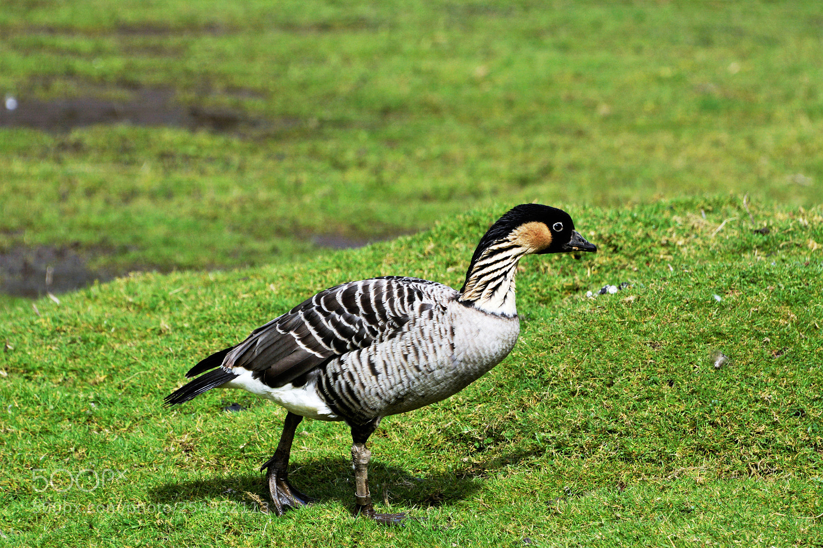 Nikon D7100 sample photo. Hawaiian goose photography