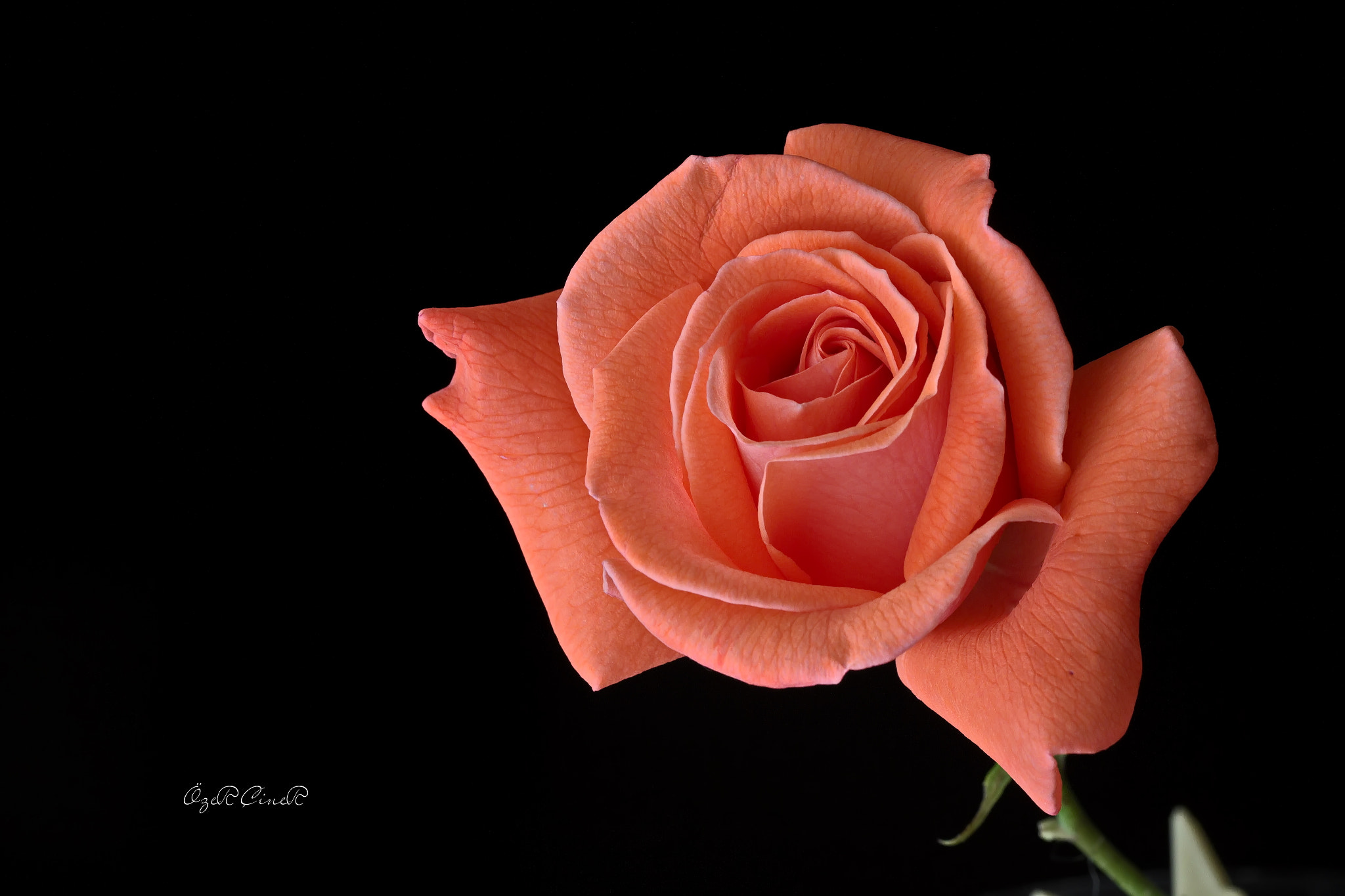 Canon EF 100mm F2.8L Macro IS USM sample photo. Beauty in nature photography