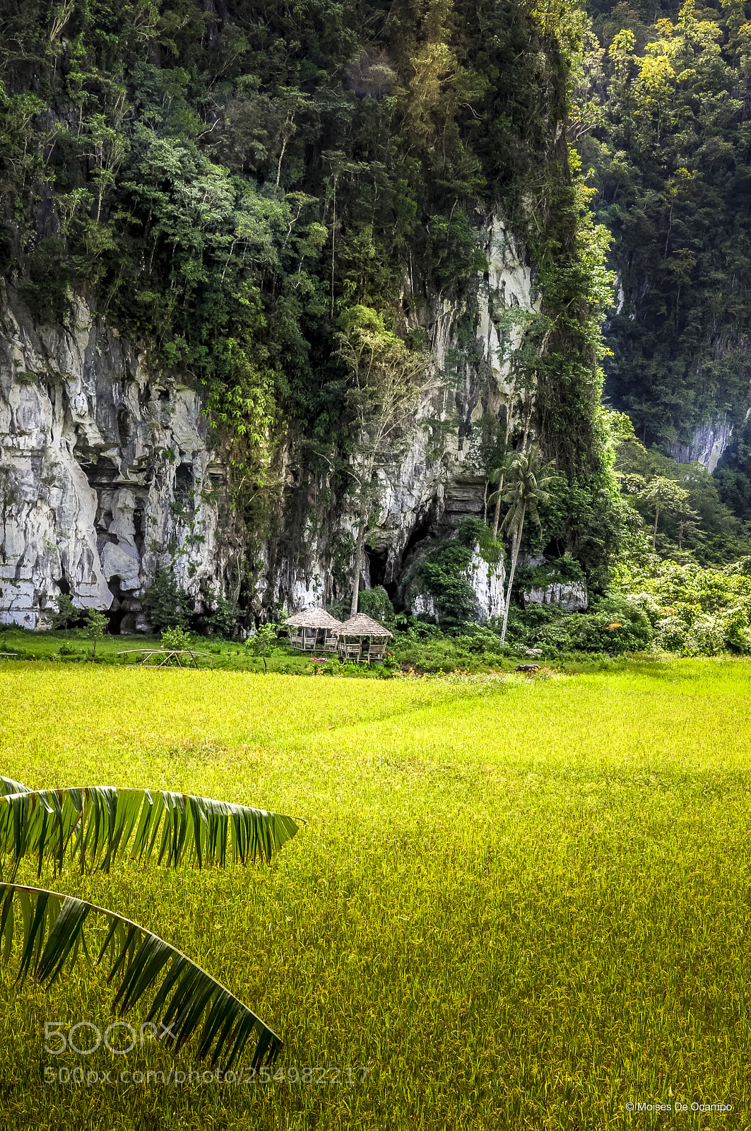 Nikon D90 sample photo. Ricefields in sabang photography