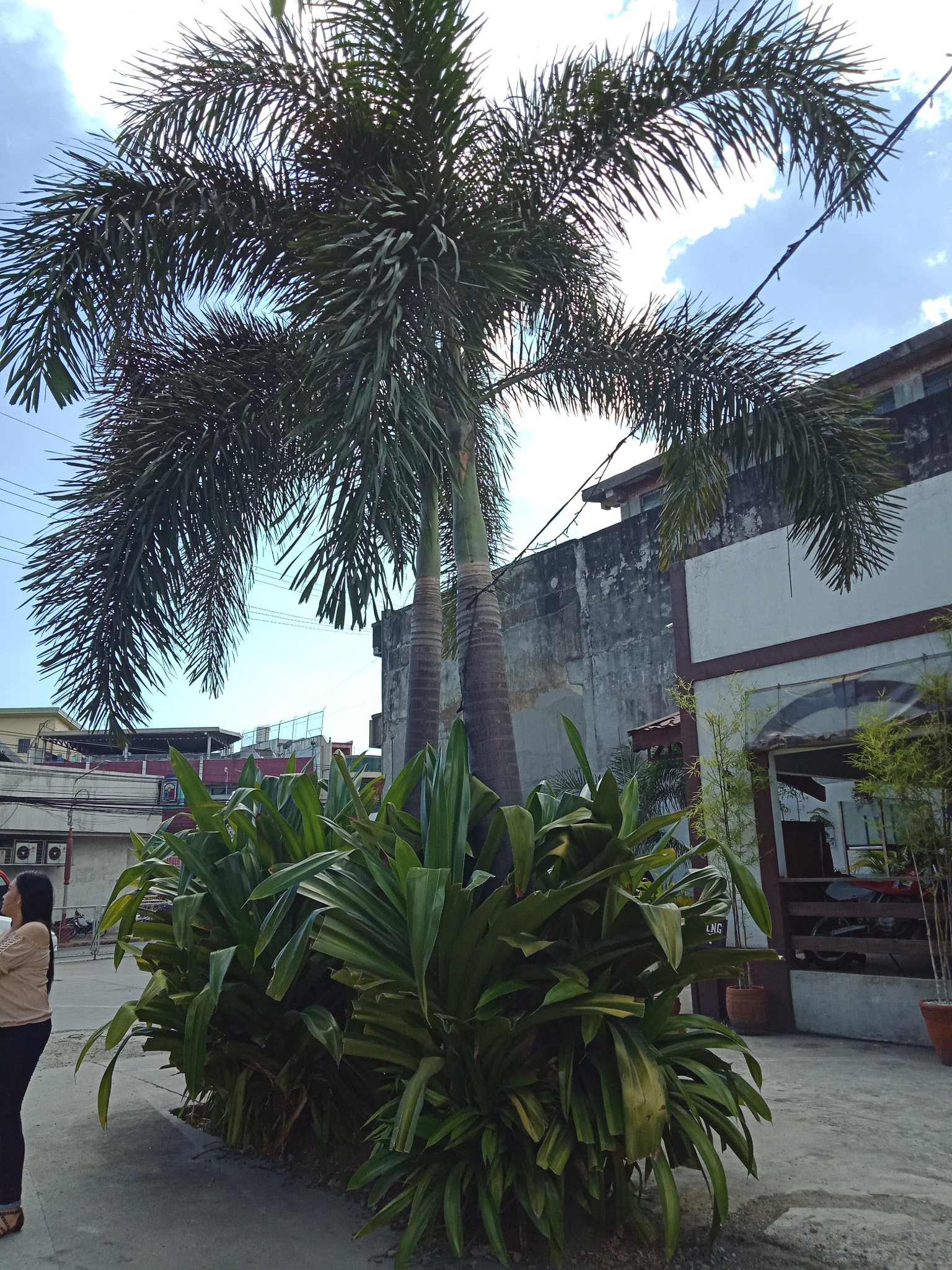 OPPO CPH1729 sample photo. Palmtree2 photography