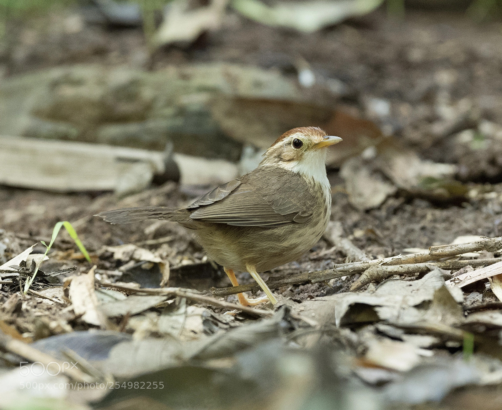 Nikon D5 sample photo. Puff-throated babbler nikon d5 photography