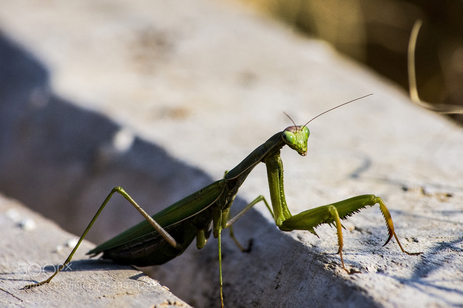 Nikon D7200 sample photo. Mantis photography