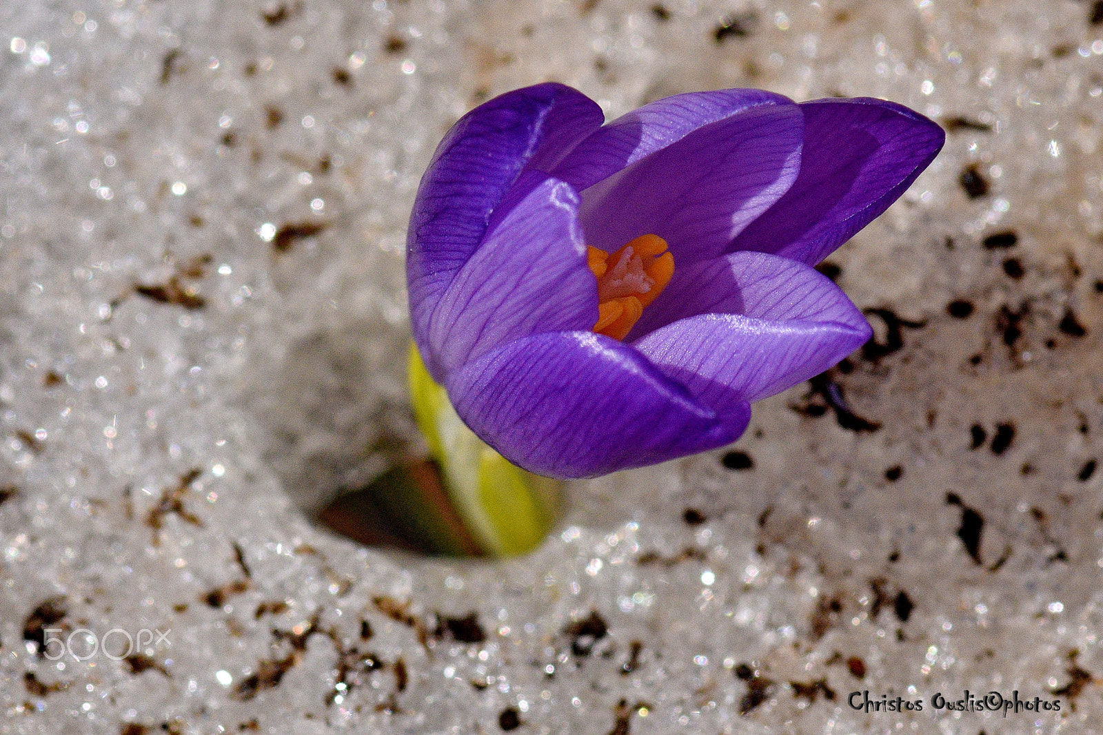 Nikon AF-S Micro-Nikkor 105mm F2.8G IF-ED VR sample photo. Krokos photography