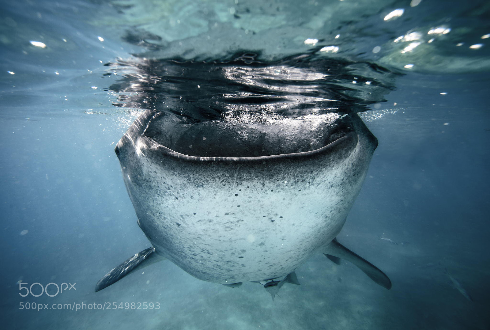 Canon EOS 5D Mark II sample photo. Underwater cover photography