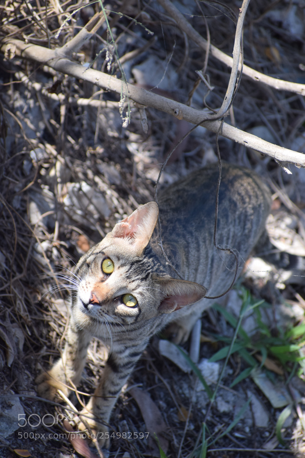 Nikon D3300 sample photo. Mini tiger photography