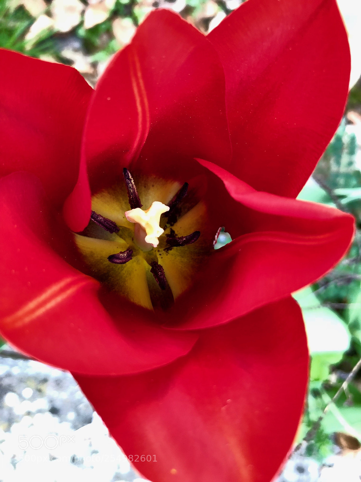 Apple iPhone 8 sample photo. Tulip photography
