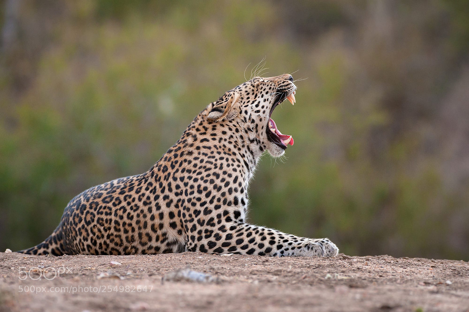 Nikon D3 sample photo. Stock photo photography
