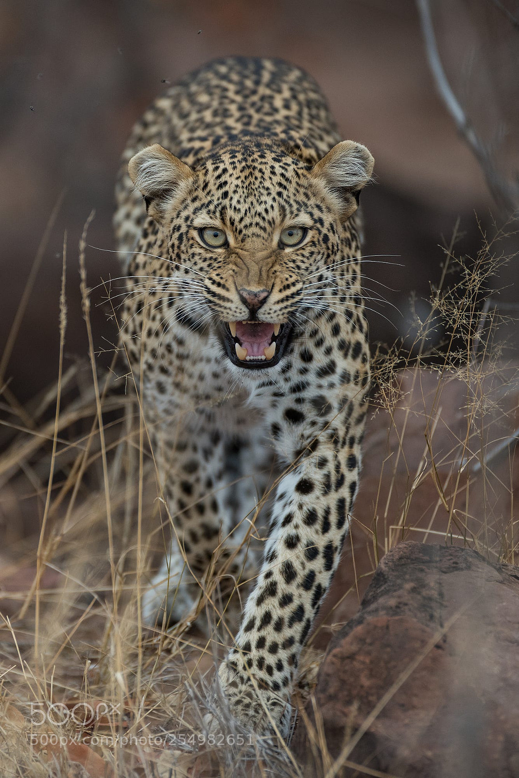 Nikon D810 sample photo. Stock photo photography