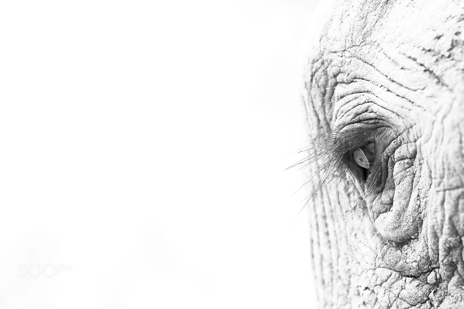 Nikon D810 sample photo. Elephant eye photography