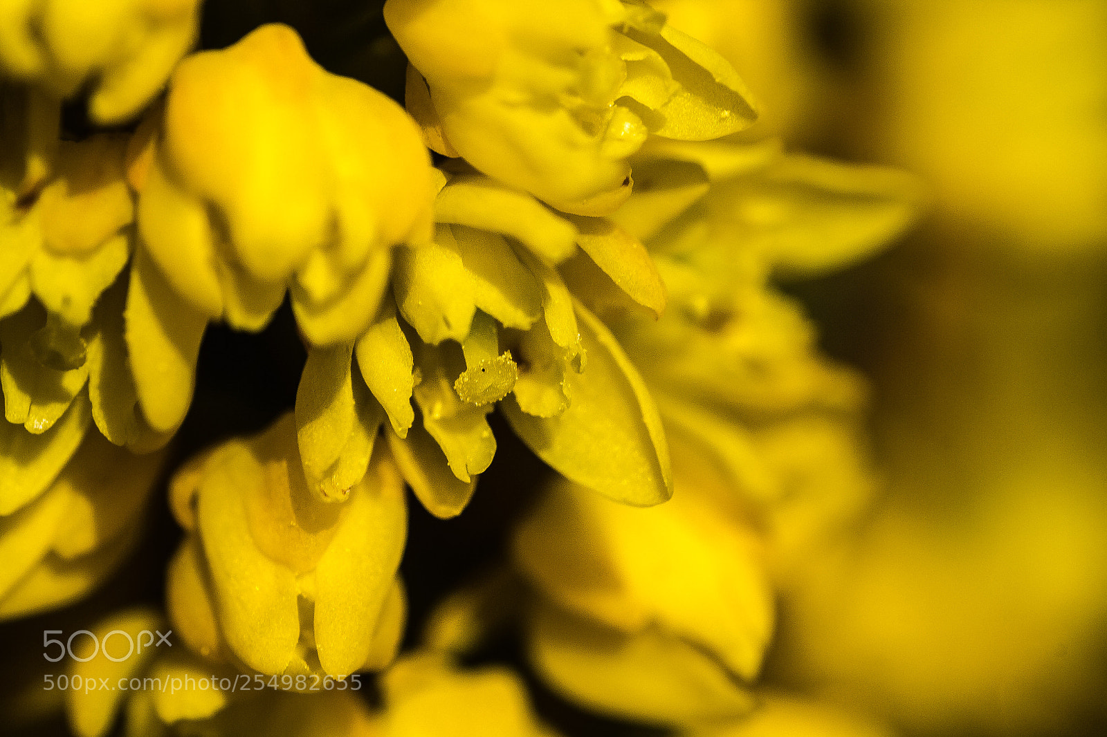 Canon EOS 60D sample photo. Mahonia lomariifolia photography