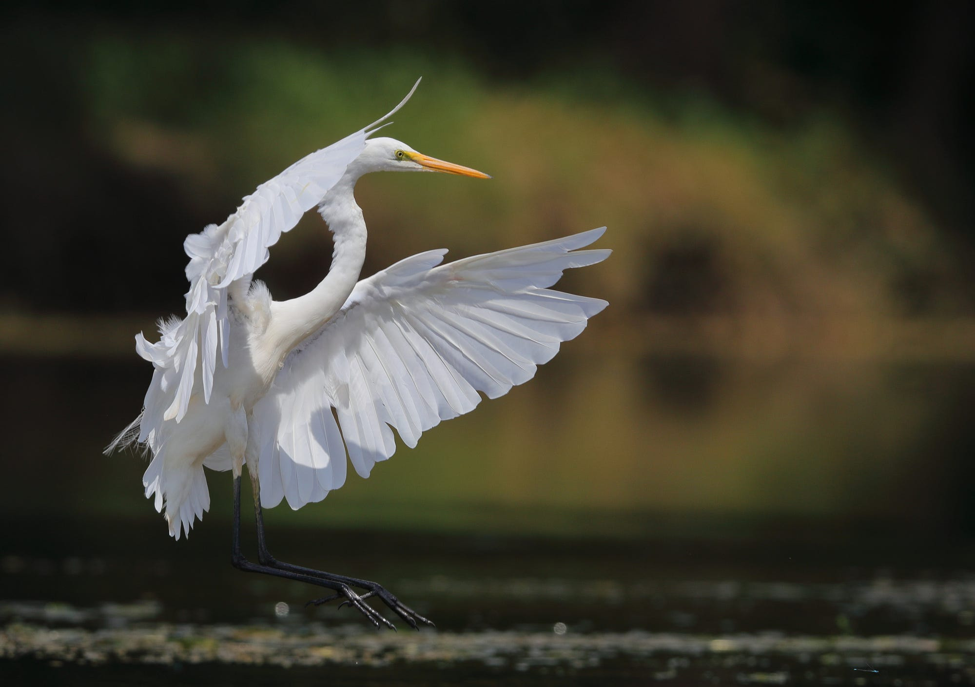 Canon EOS-1D X Mark II + Canon EF 400mm F2.8L IS II USM sample photo. Stock photo photography