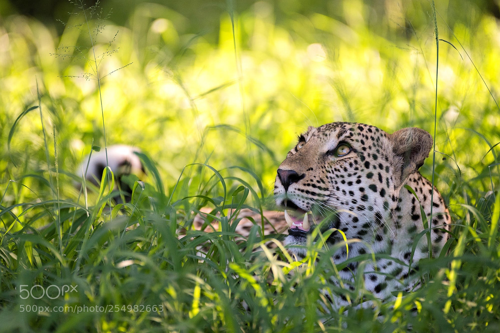 Nikon D810 sample photo. Stock photo photography