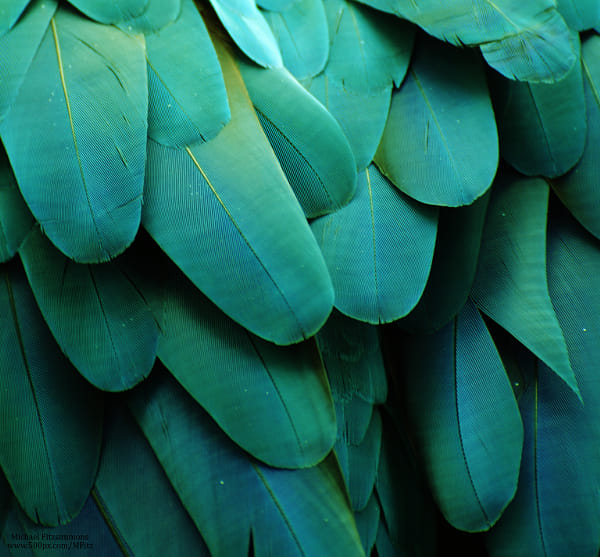 Macaw Feathers (Turquoise) by Michael Fitzsimmons on 500px.com