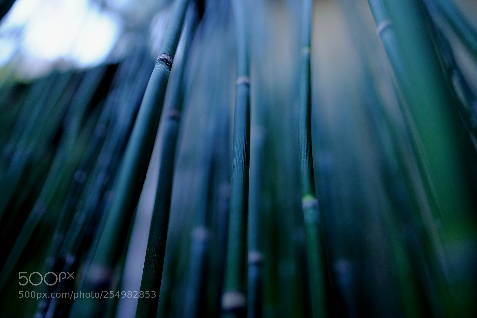 Fujifilm X-E2 sample photo. Soundless photography