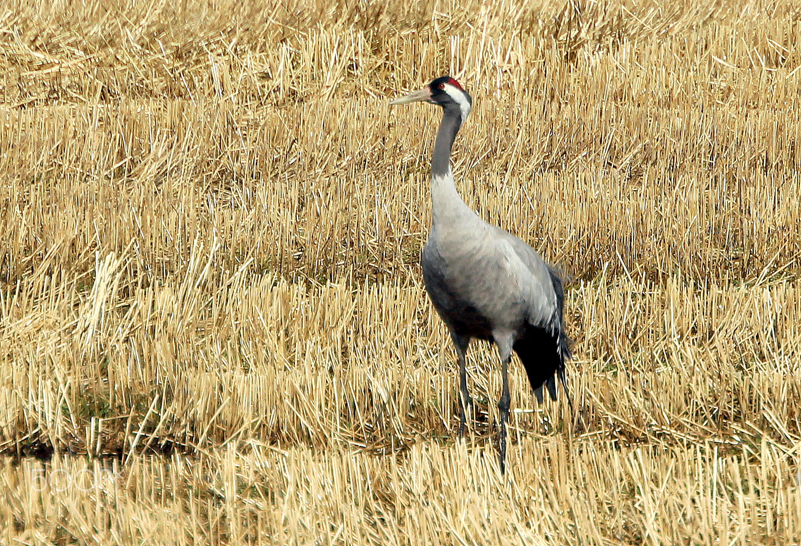 Canon EF 70-300mm F4.5-5.6 DO IS USM sample photo. Lonely crane. photography