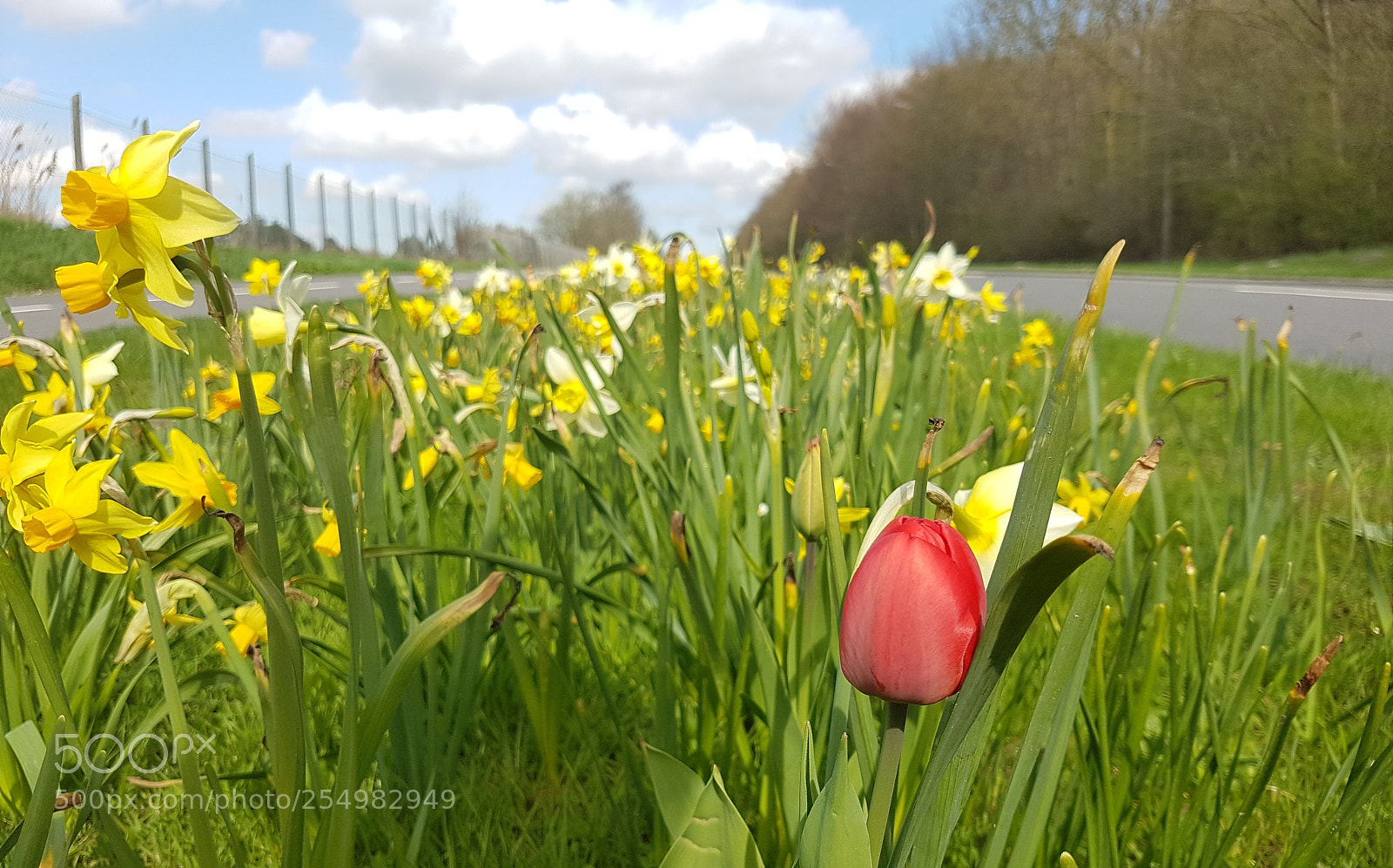 Samsung Galaxy S7 Edge sample photo. The one amongst the photography