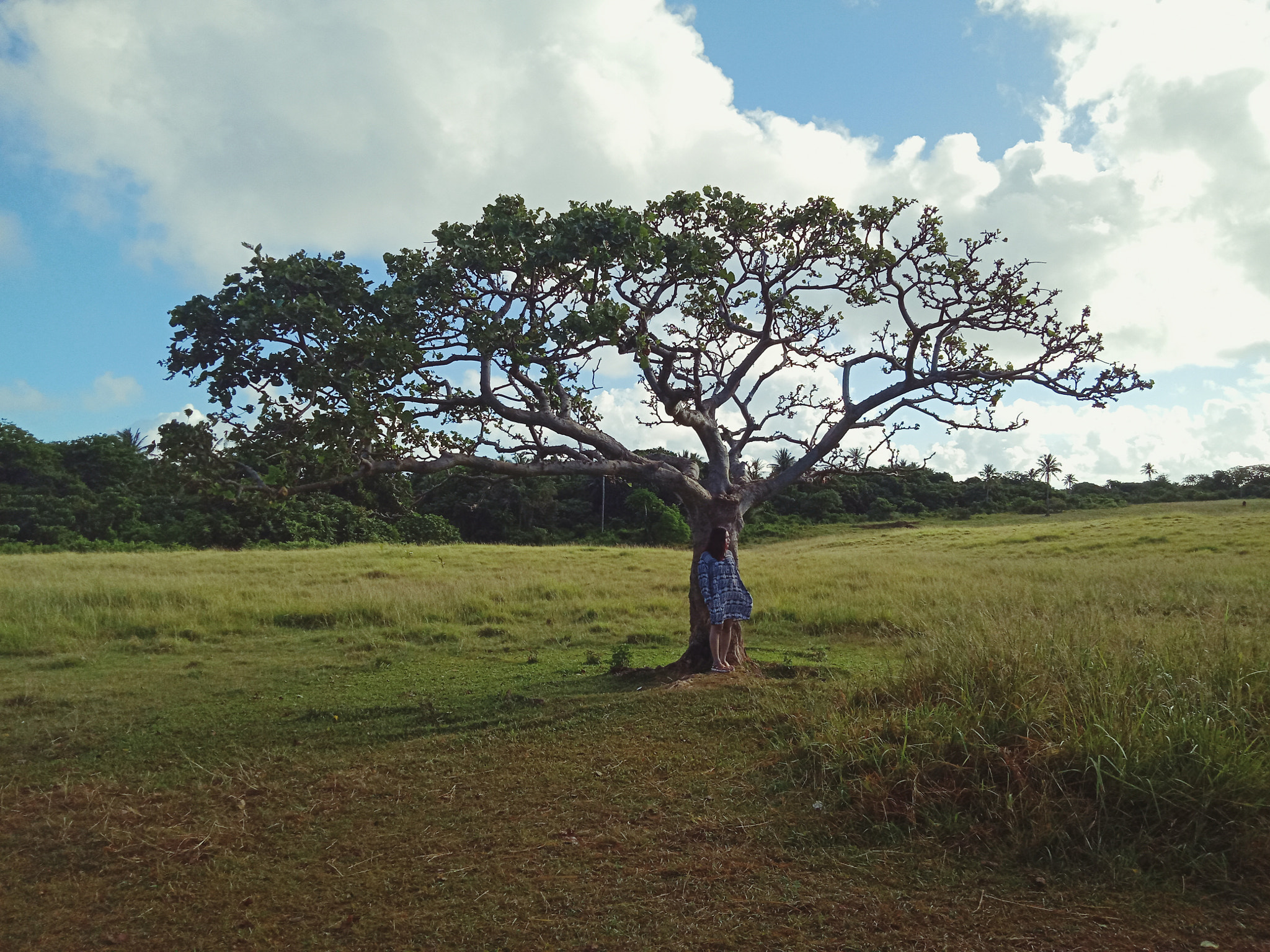 OPPO CPH1725 sample photo. Lonely tree. photography