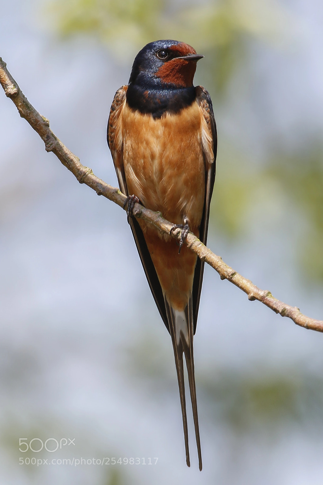 Canon EOS 7D Mark II sample photo. Barn swallow photography