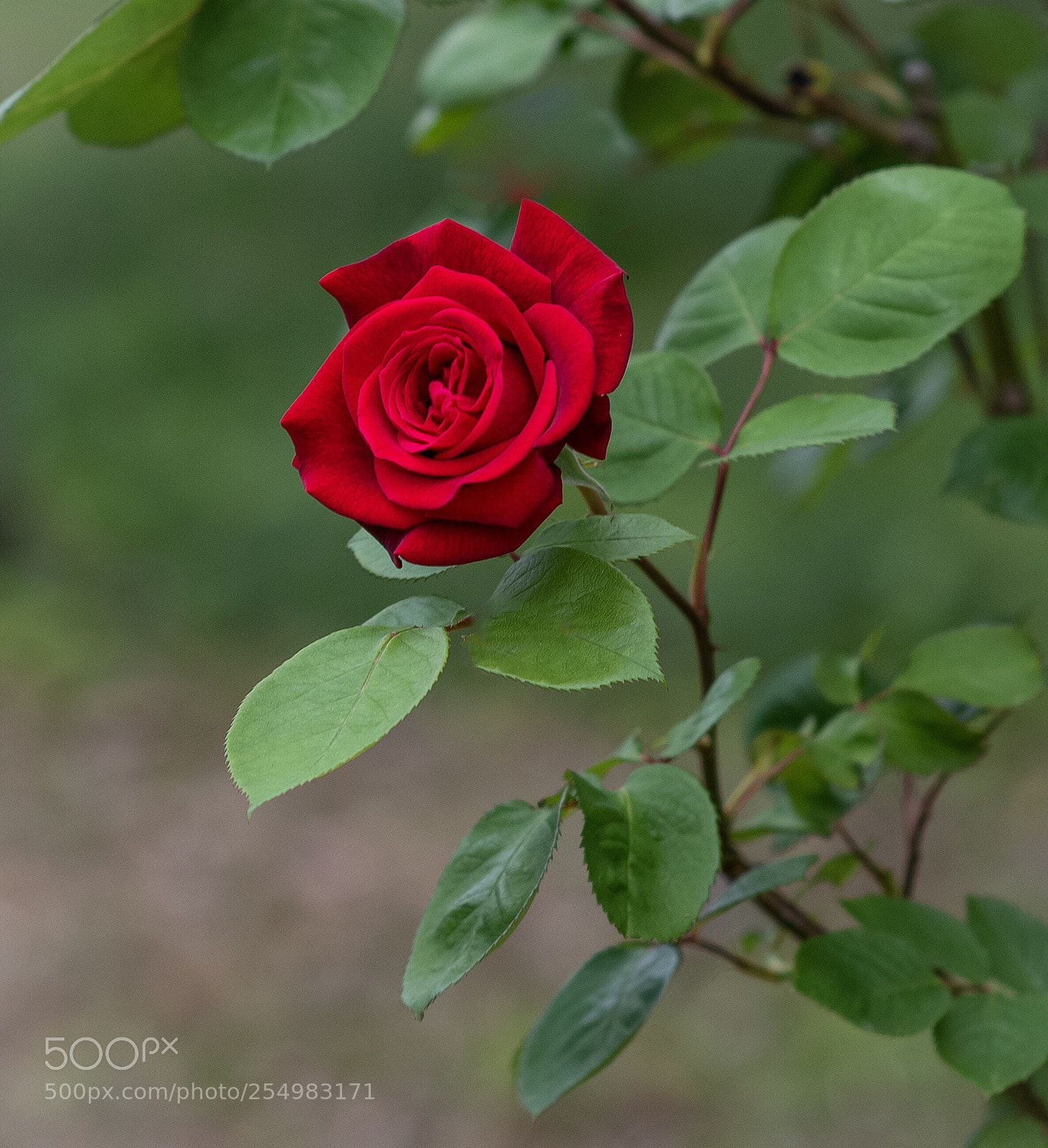 Nikon D800E sample photo. Red rose photography