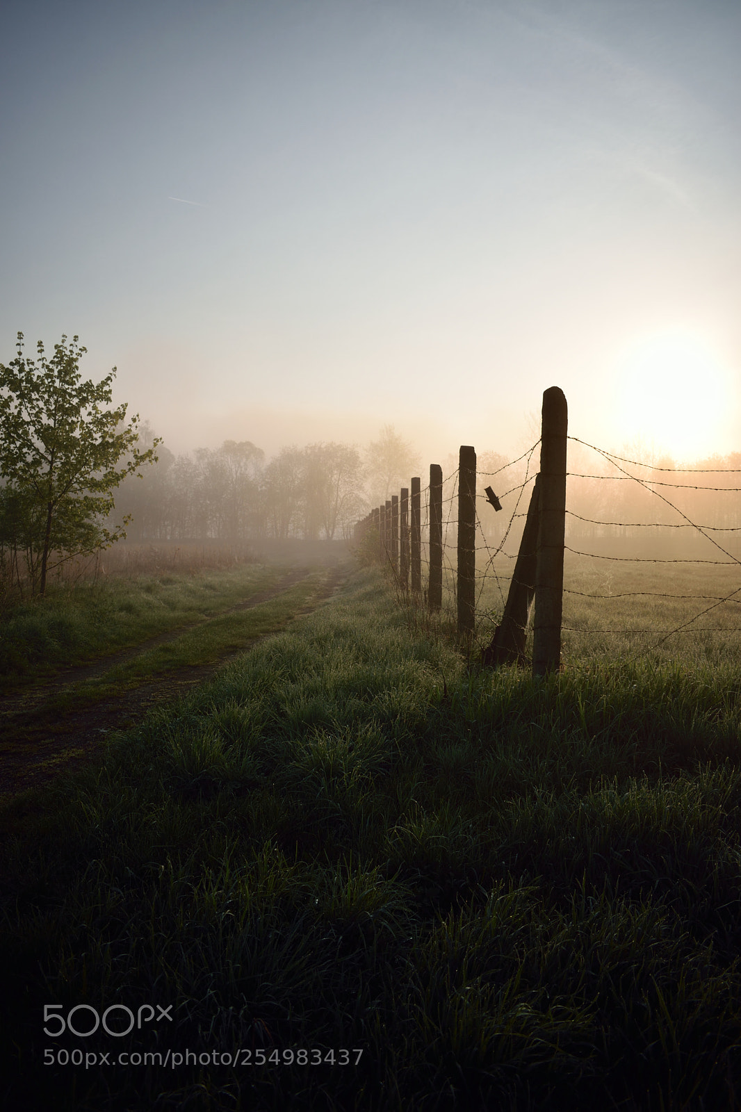 Nikon D5300 sample photo. Cow wires photography