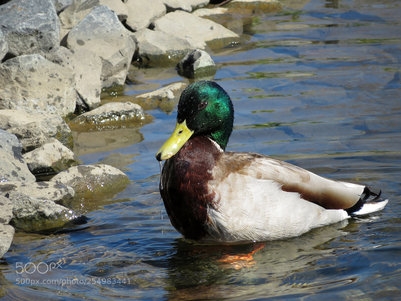 Canon PowerShot SX720 HS sample photo. Bath day photography