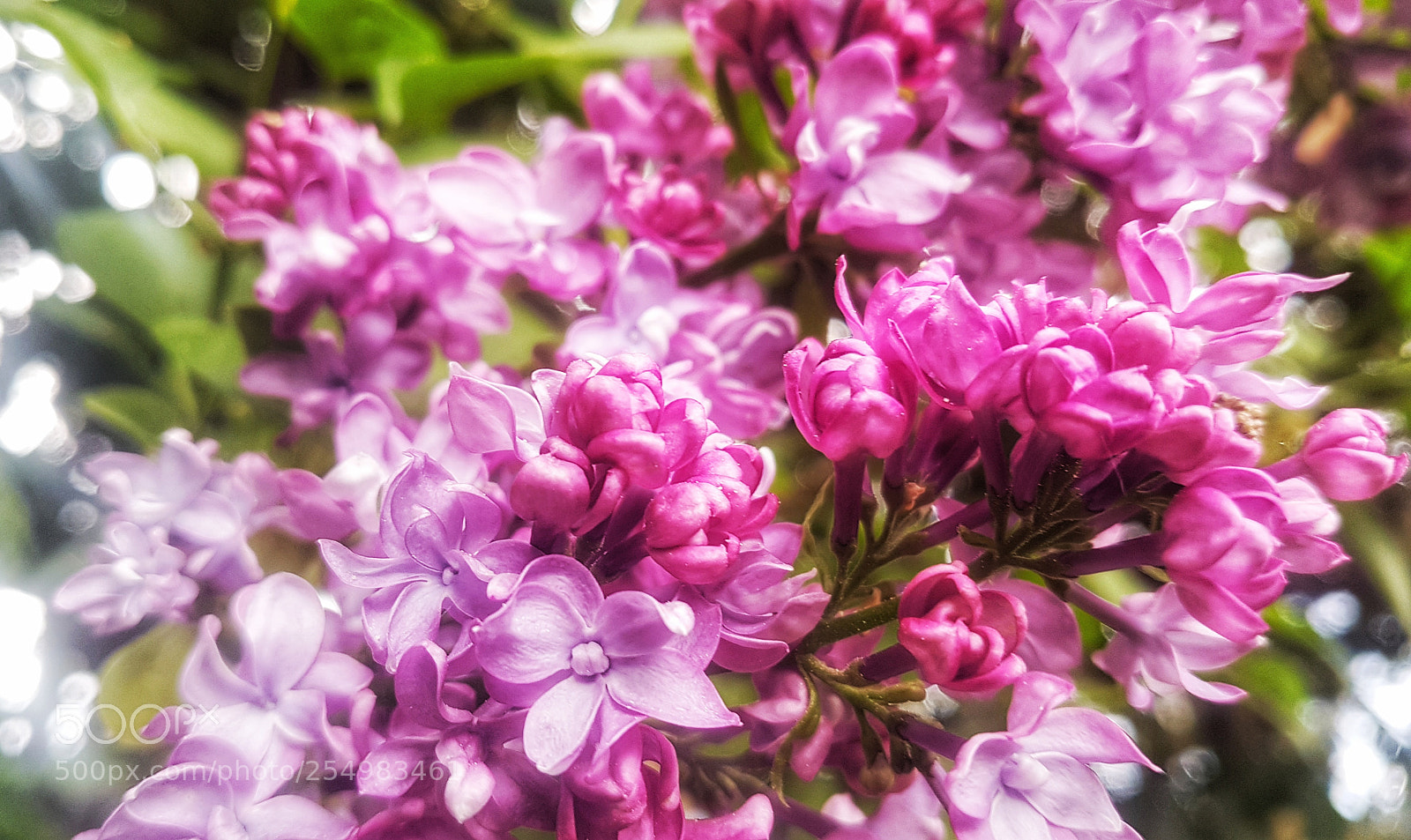 Samsung Galaxy S7 sample photo. Lilac photography