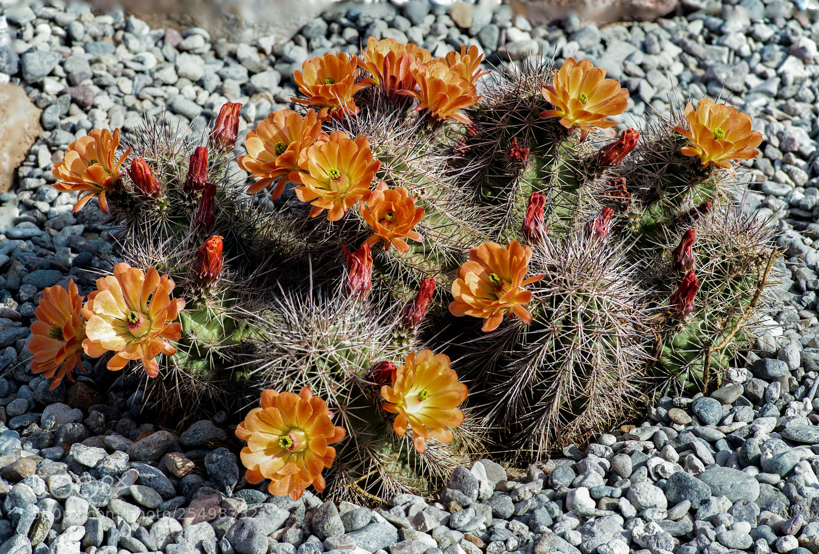 Nikon D810 sample photo. Claret cup cactus photography