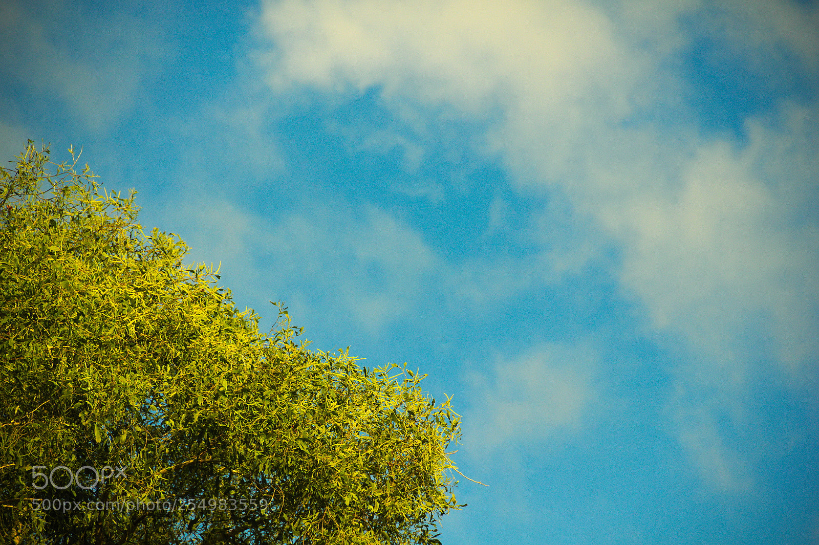 Canon EF-S 18-135mm F3.5-5.6 IS sample photo. Tree with the sky photography
