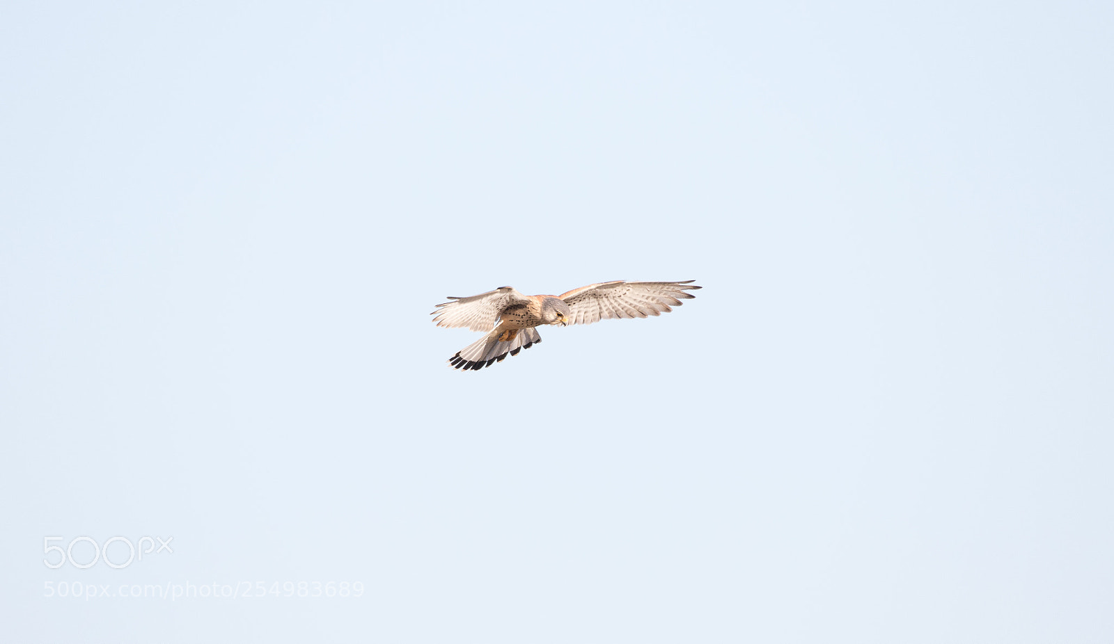 Canon EOS 7D Mark II sample photo. Falcon photography