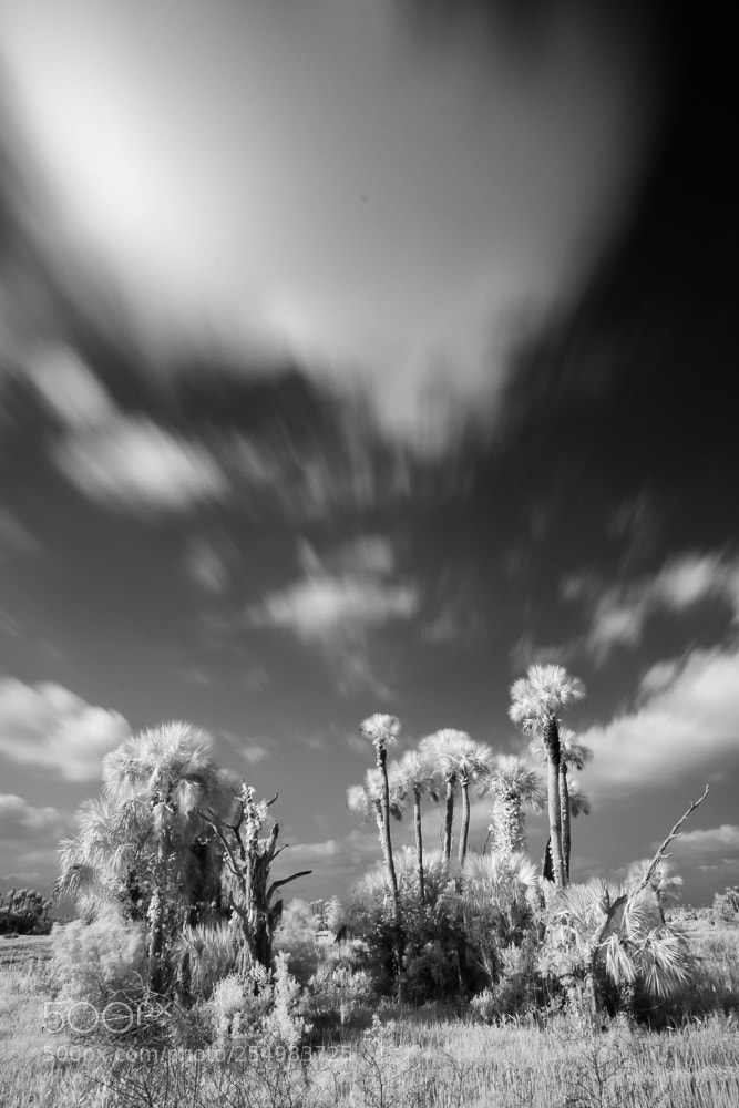 Fujifilm X-T2 sample photo. Orlando wetlands photography