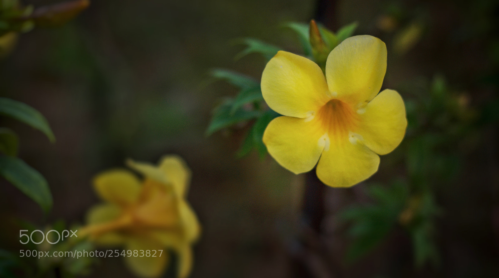 Nikon D3300 sample photo. Bloom photography