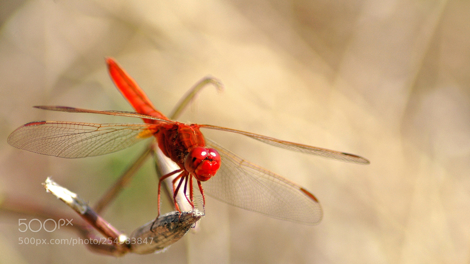 Nikon D70s sample photo. Real life dragon photography