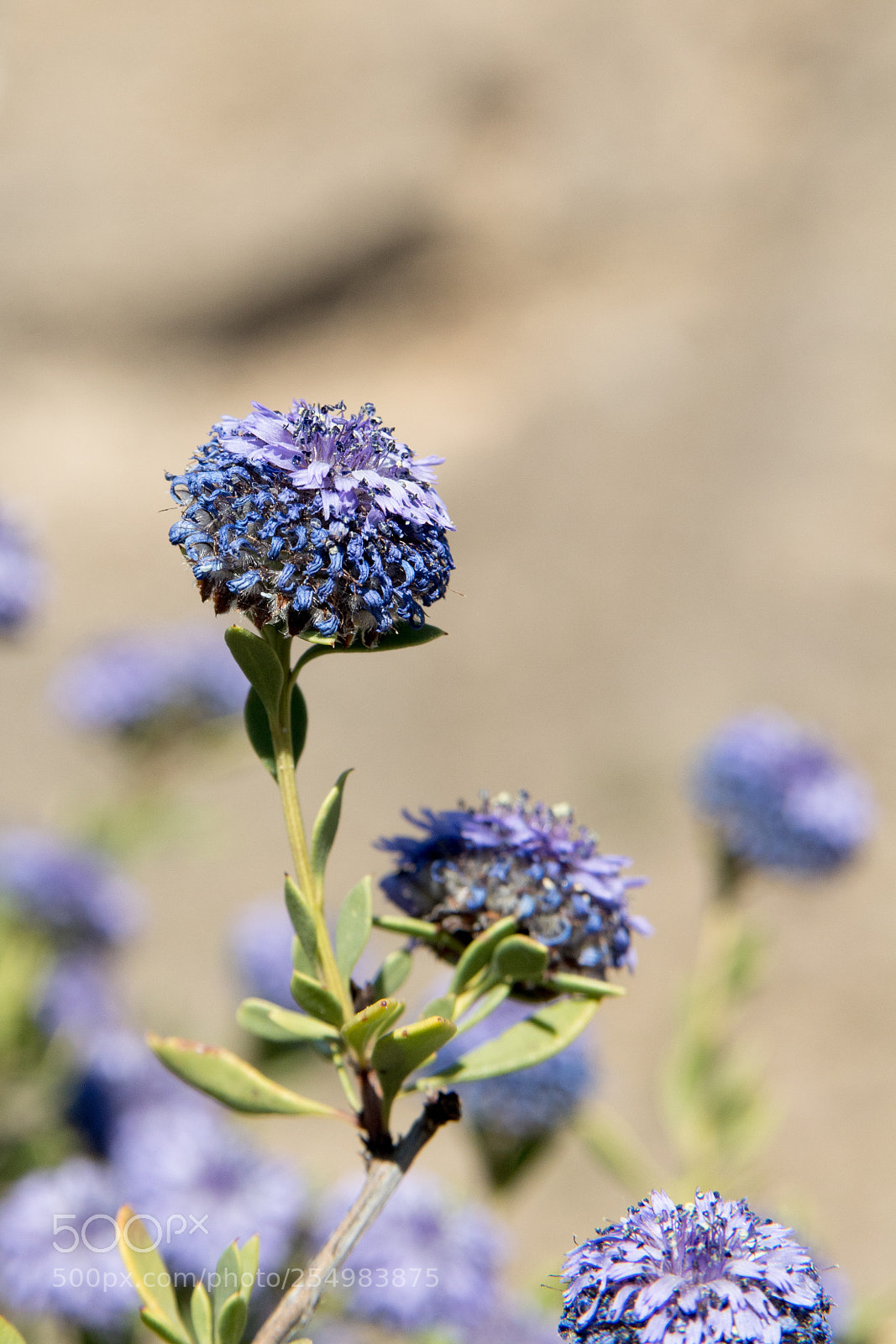 Canon EOS 1300D (EOS Rebel T6 / EOS Kiss X80) sample photo. Spring flower photography