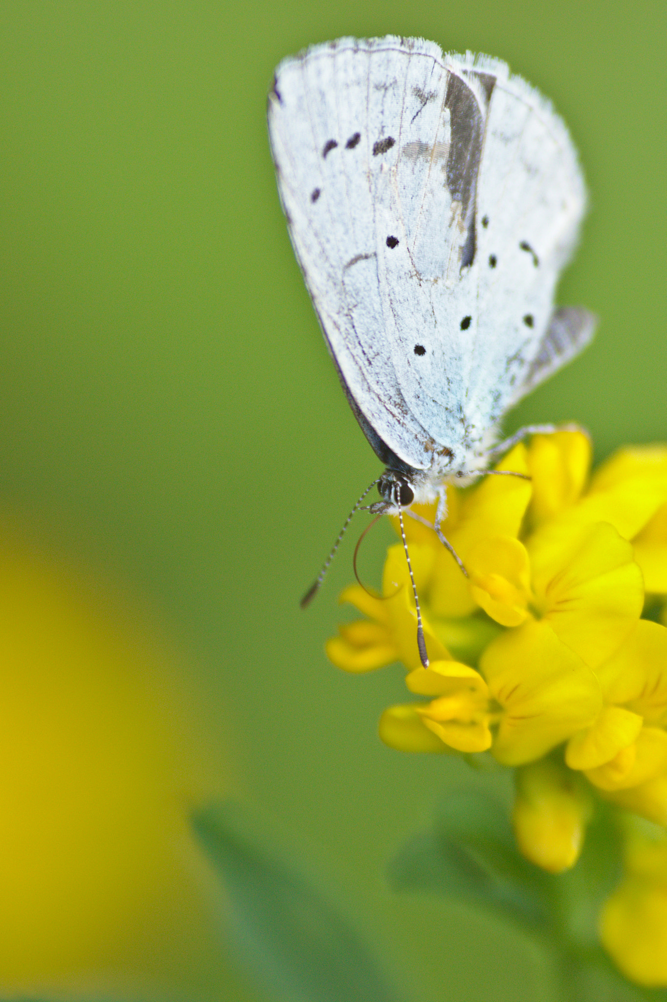 Sigma 70-300mm F4-5.6 APO DG Macro sample photo. Celastrina argiolus photography