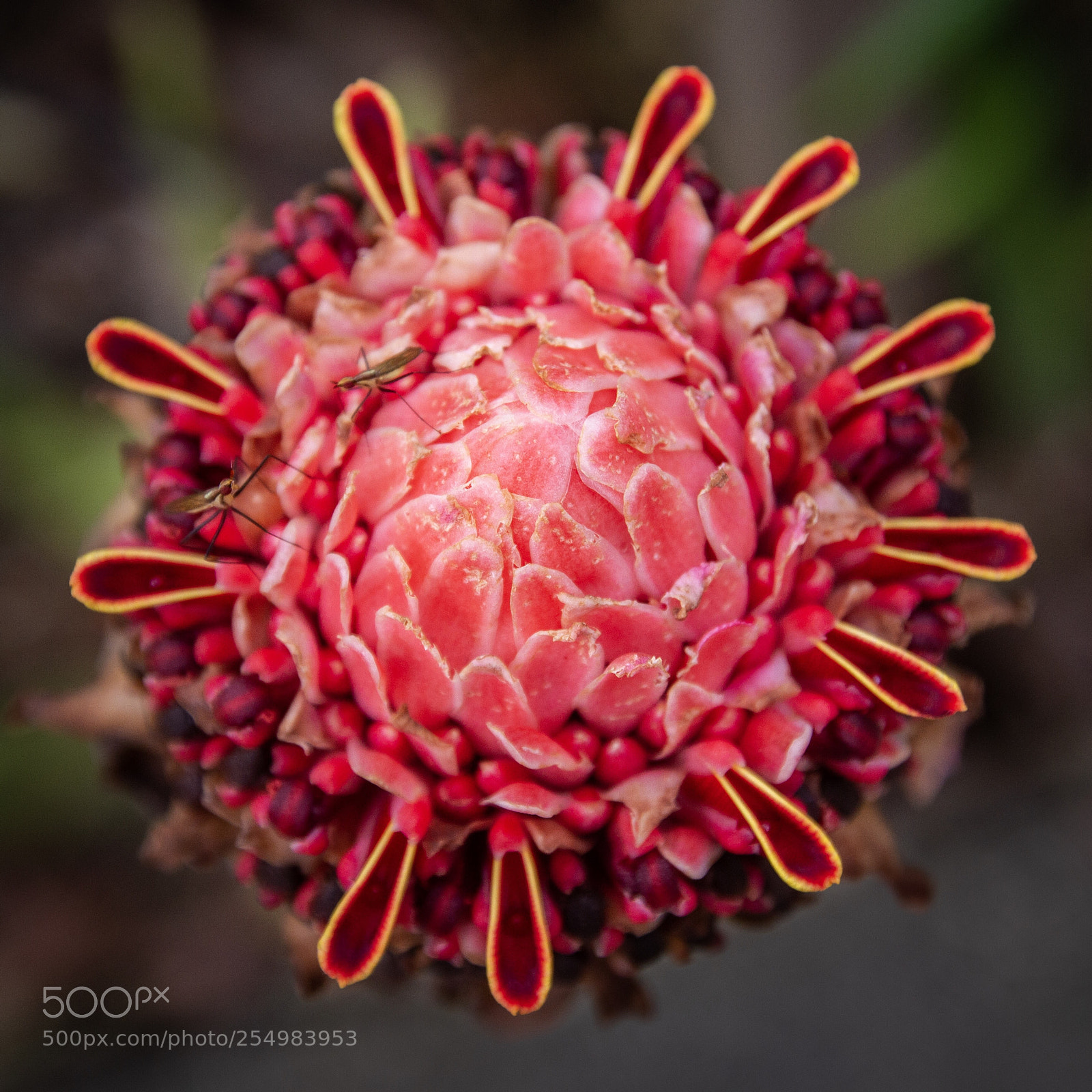 Canon EOS 7D sample photo. A flower with two photography