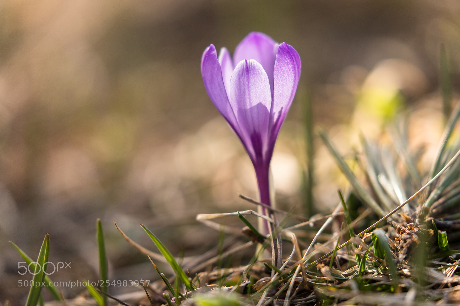 Canon EOS 6D Mark II sample photo. Crocus photography