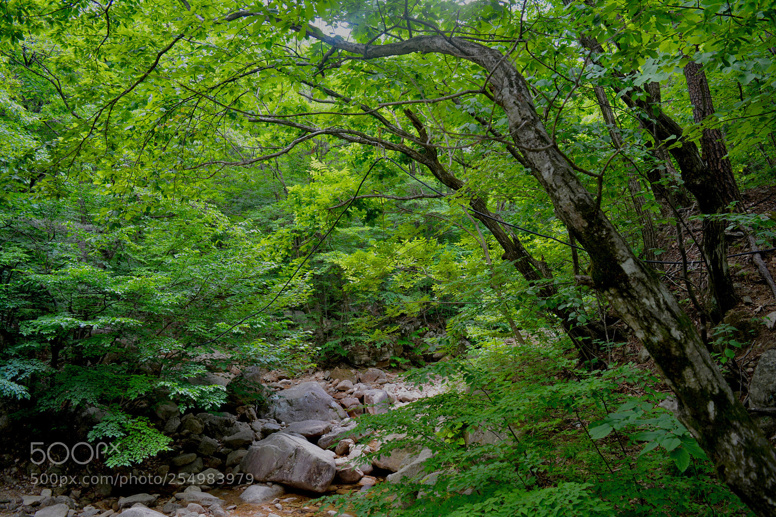 Nikon D5200 sample photo. Green mapple forest photography
