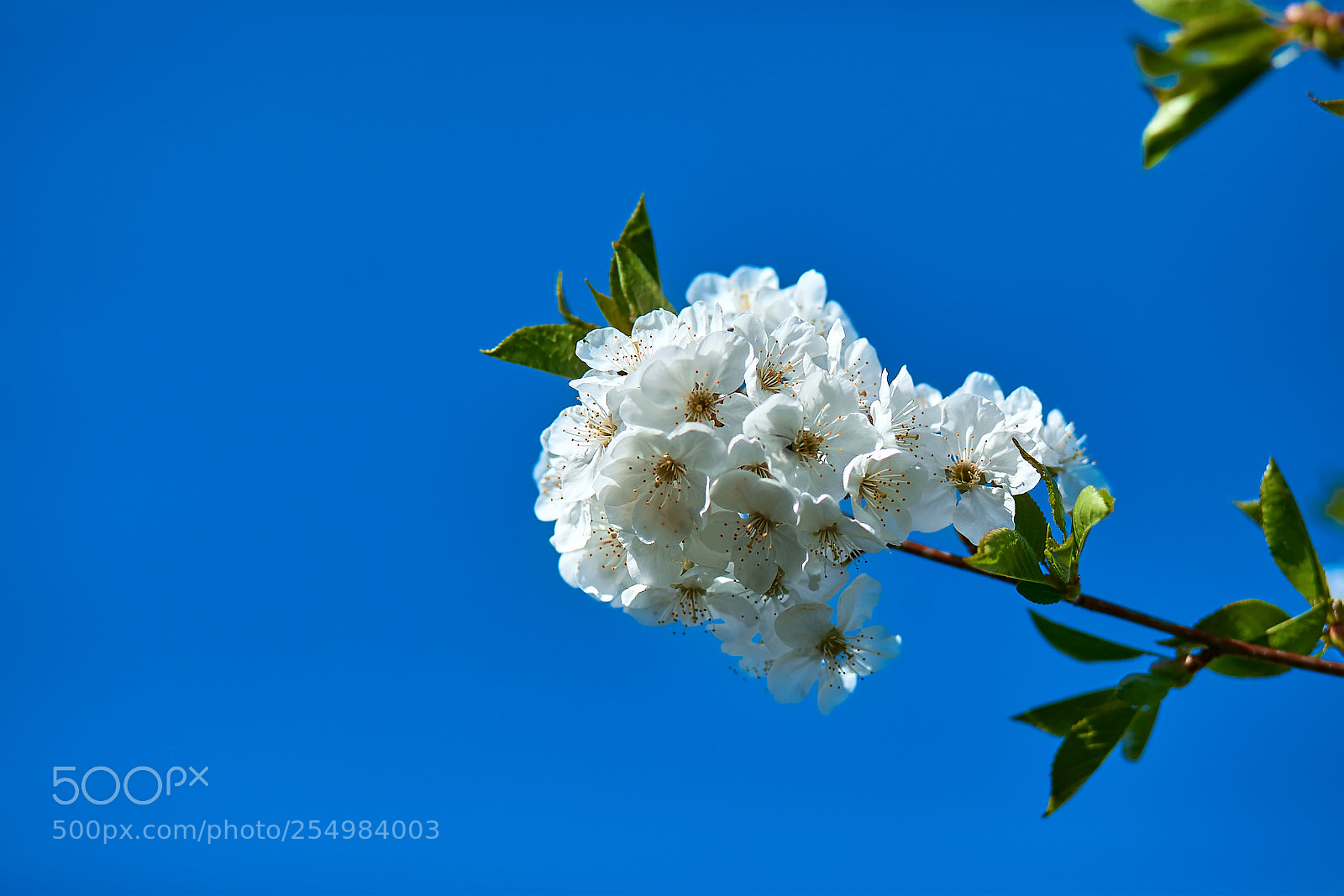 Canon EOS 5D Mark IV sample photo. Moment of spring photography