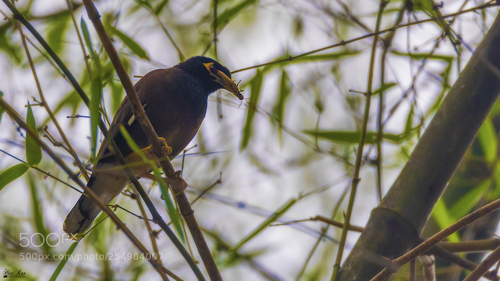 Nikon D810 sample photo. Common myna.. photography