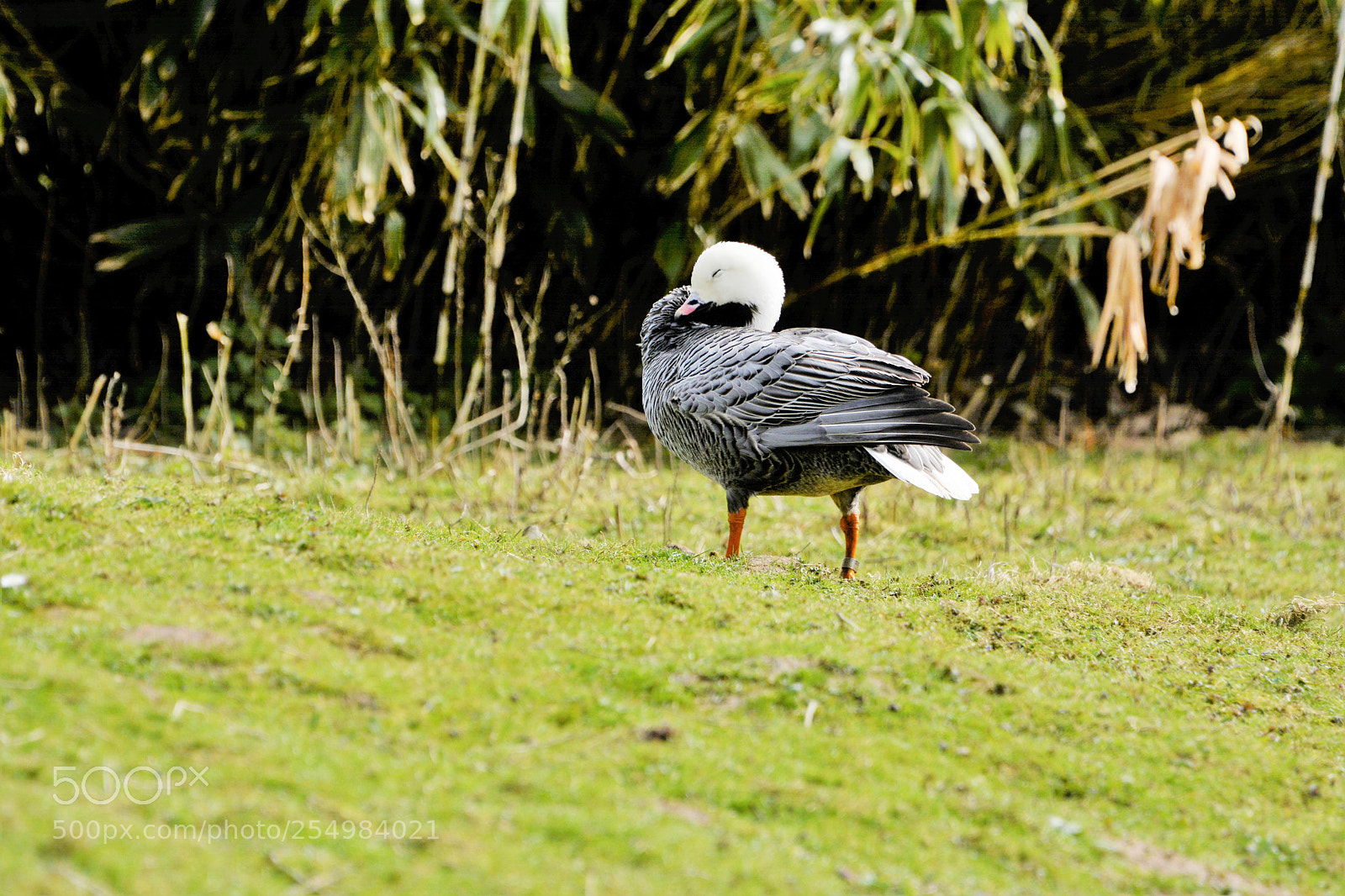 Nikon D7100 sample photo. Lesser snow goose photography