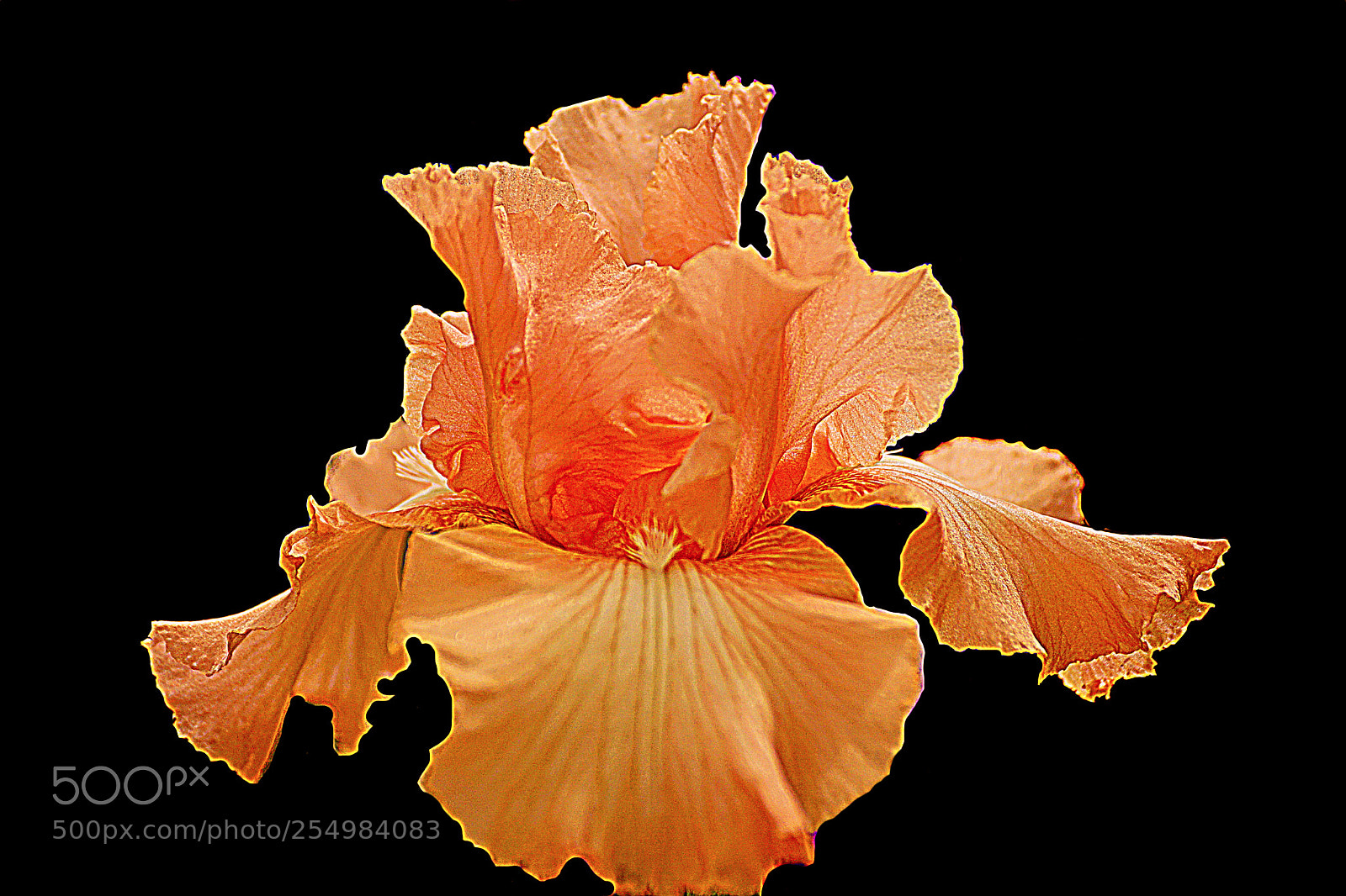 Sony ILCA-77M2 sample photo. Iris photography