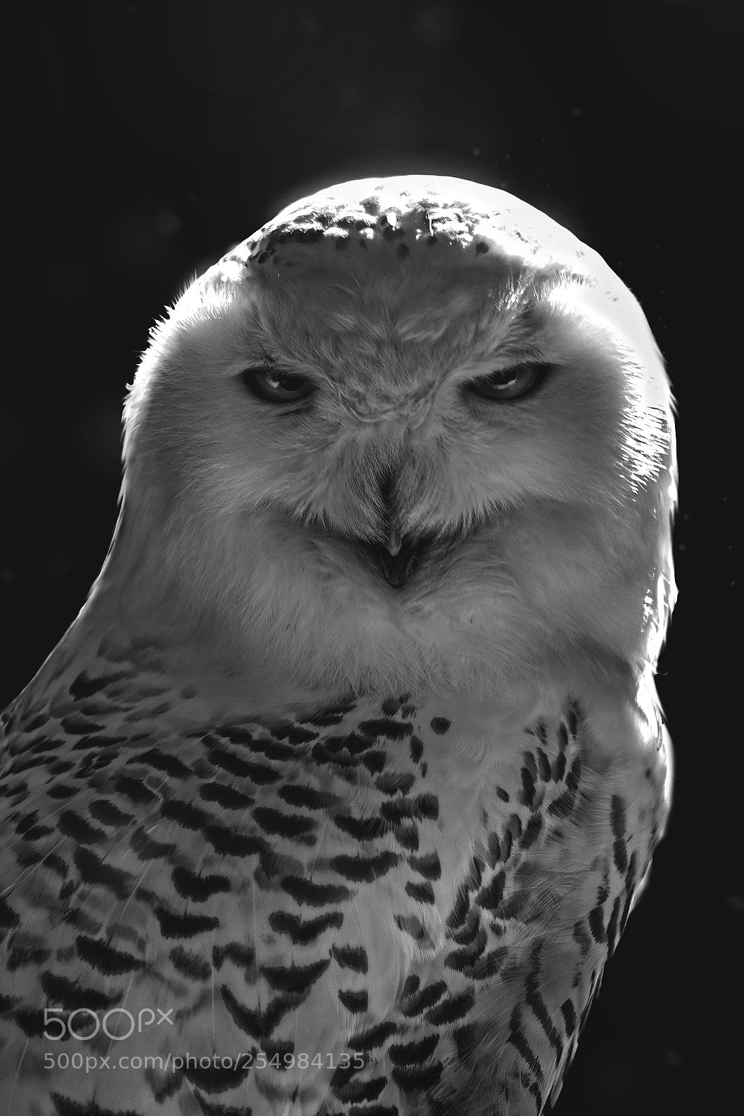 Fujifilm X-T20 sample photo. Holy owl photography