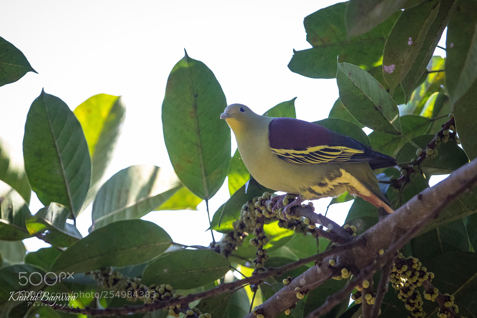 Canon EOS 7D Mark II sample photo. Pompadour pigeon photography