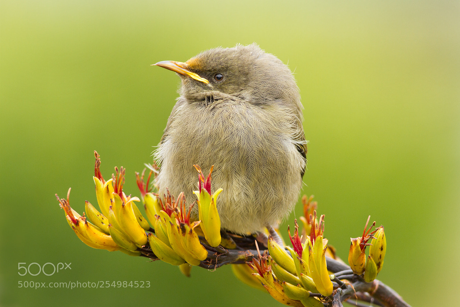 Canon EOS 7D sample photo. Bellbird fledgling (5) photography
