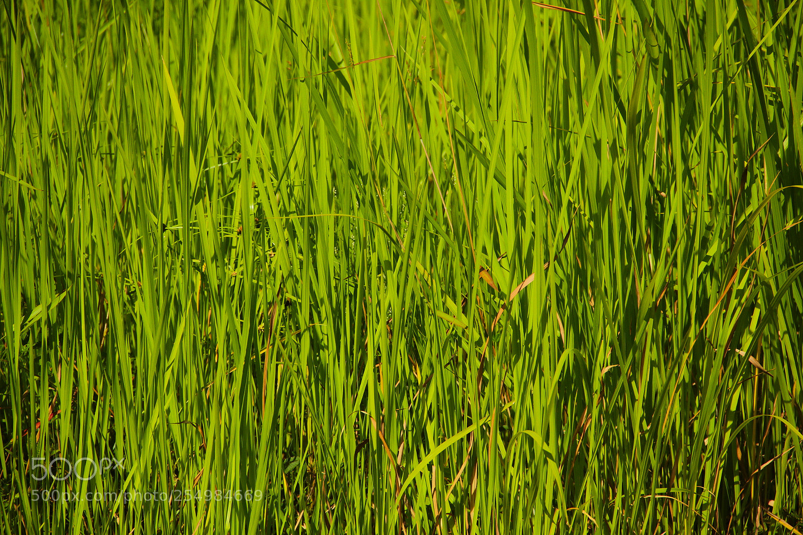 Canon EF-S 18-135mm F3.5-5.6 IS sample photo. Grass photography
